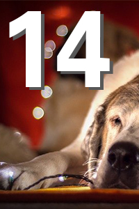 Schlafender Hund liegt neben einer warm leuchtenden Lichterkette; unscharfe Weihnachtslichter im Hintergrund. Großes weißes "14" über dem Bild.
