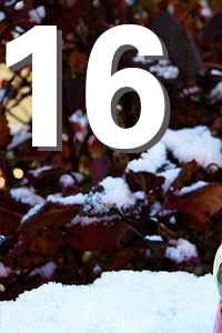 Große weiße Zahl „16“ vor einem Hintergrund aus frisch gefallenem Schnee auf dunkelroten Blättern.