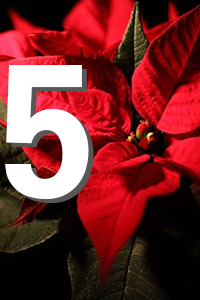 Nahaufnahme eines leuchtend roten Weihnachtssterns (Poinsettie) mit auffälligen roten Hochblättern, grünen Laubblättern und kleinen gelb-grünen Blütenknospen in der Mitte.