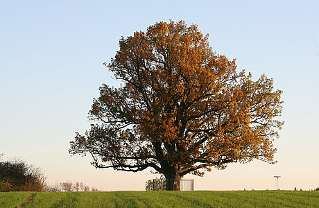 die älteste Eiche im Stadtbezirk Villingen