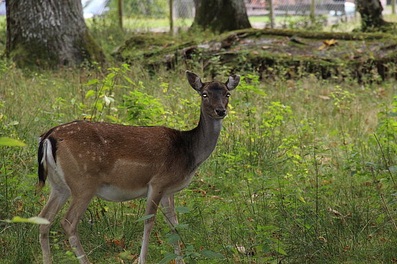 Reh auf der Wiese.