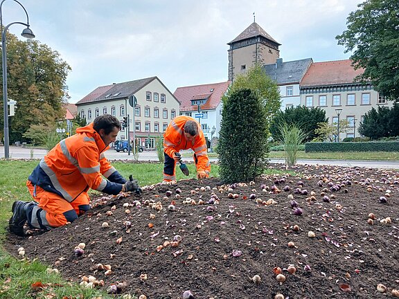 Zwei städtische Gärtner in orange Warnkleidung knien und pflanzen zahlreiche Blumenzwiebeln in einem Beet auf dem Ortsplatz vor historischen Gebäuden und einem Turm.