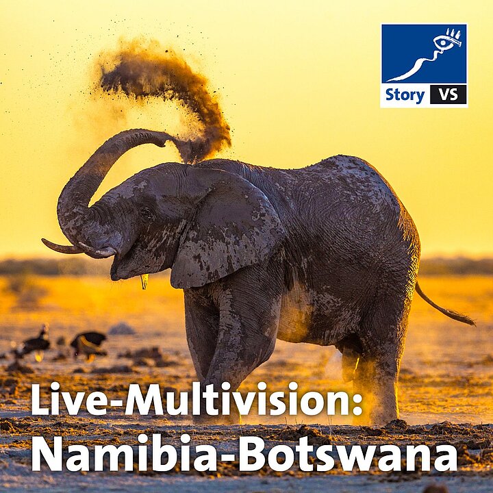 Zwei Elefanten in der Wüste bei Sonnenuntergang, Live-Übertragung Namibia vs Botswana. (KI generiert)