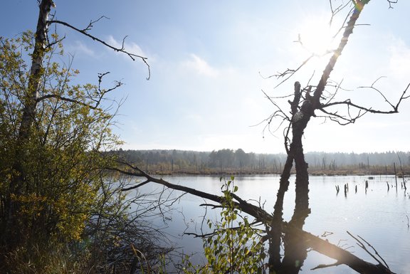 Uferlandschaft mit ruhigem See und Spiegelungen, kahle Baumstämme und Äste im Vordergrund, Sonnenlicht am Himmel und neblige Baumgrenze am entfernten Horizont.