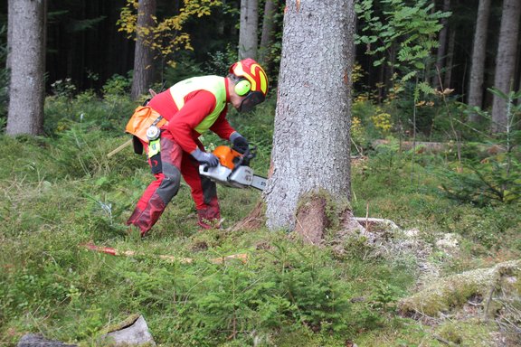 Ein Forst-Arbeiter fällt einen Baum.