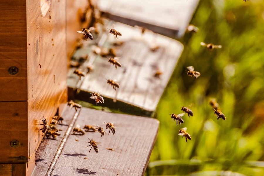 Durch unsere zahlreichen Blumenwiesen, haben Bienen hier einen perfekten Lebensraum.