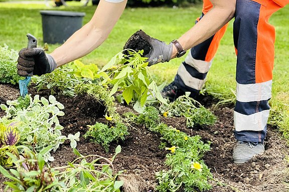 Gärtner kniet im Beet und pflanzt mit Handschuhen und kleinen Kelle Jungpflanzen und Blumen in frische Erde.
