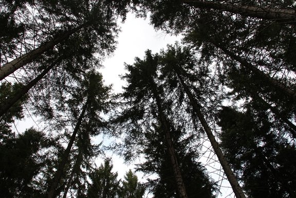 Blick nach oben auf die Waldkronen hoher Fichten, dunkle Silhouetten gegen einen hellen, wolkigen Himmel.