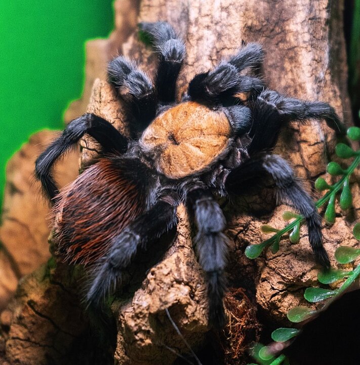 Eine Vogelspinne sitzt auf einem Korkstück in einer natürlichen Umgebung. (KI generiert)