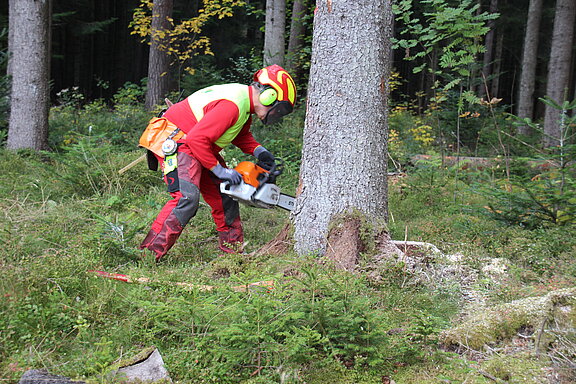 Ein Forst-Arbeiter fällt einen Baum.